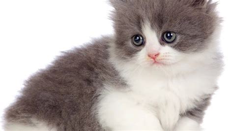 Turkish Angora Kittens Youtube