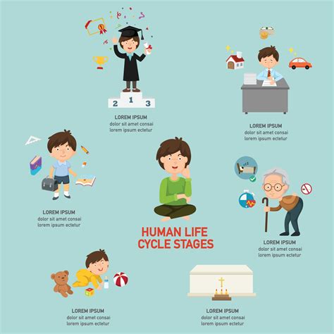Infográfico De Fases Do Ciclo De Vida Humano Ilustração Vetorial