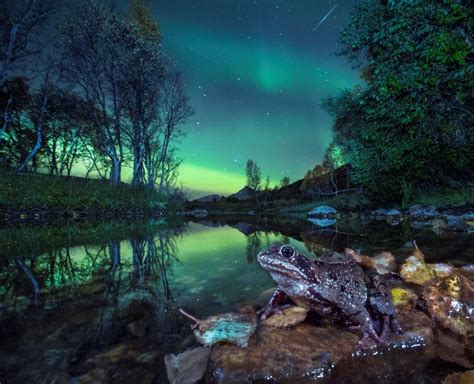Nordic Nature Photographer Of The Year Daily Scandinavian