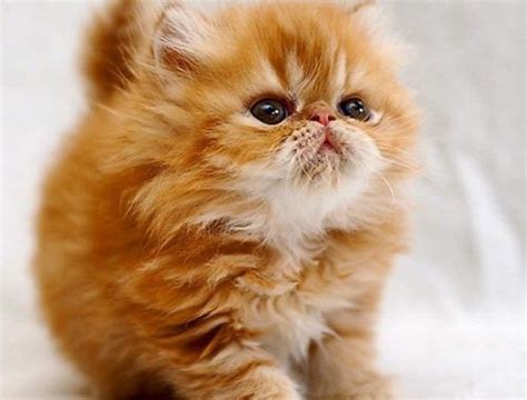 Sooo Fluffy And Cuuute Meow Moe Cute Fluffy Kittens Fluffy