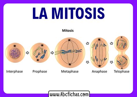 Qu Es La Mitosis Las Fases De La Mitosis Explicadas The Best