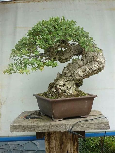 Der bonsai baum braucht licht. 42 Hübscher japanischer Bonsai-Vorgarten für den Frühling ...
