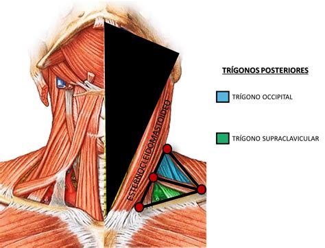 Mi Mundo Médico Anatomía Cervical