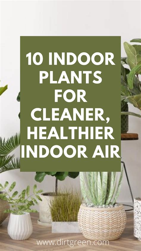 Best Indoor Plants For Air Purification Artofit