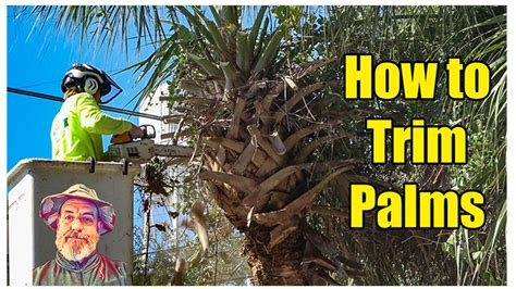Trimming Palm Trees How To Trim Palms Lawn Care