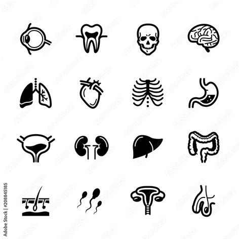 Human Anatomy Icons With White Background Stock Vector Adobe Stock