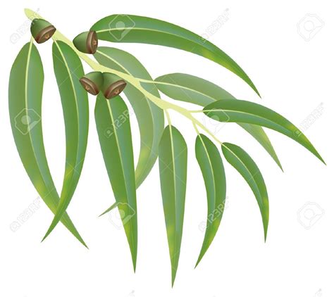 Eucalyptus Clipart 20 Free Cliparts Download Images On Clipground 2023