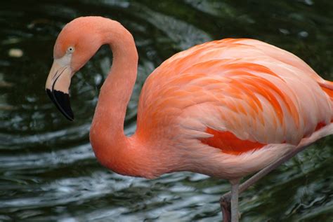 Find the perfect flamingo bird stock illustrations from getty images. Flamingo Birds Wallpapers - asimBaBa | Free Software ...