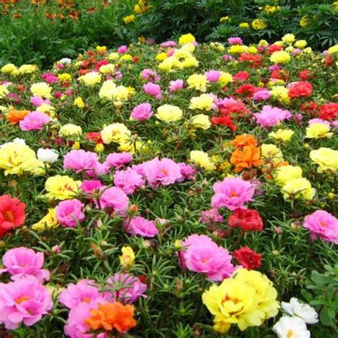 Mixed Colors Portulaca Moss Rose Flower Seeds Etsy