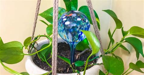 Do Watering Globes Work To Water Your Houseplants The Leafy Little Home