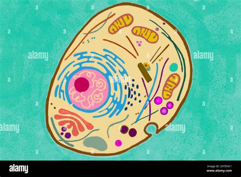 La Ilustración De Células Animales Muestra Nucleosas Ribosoma