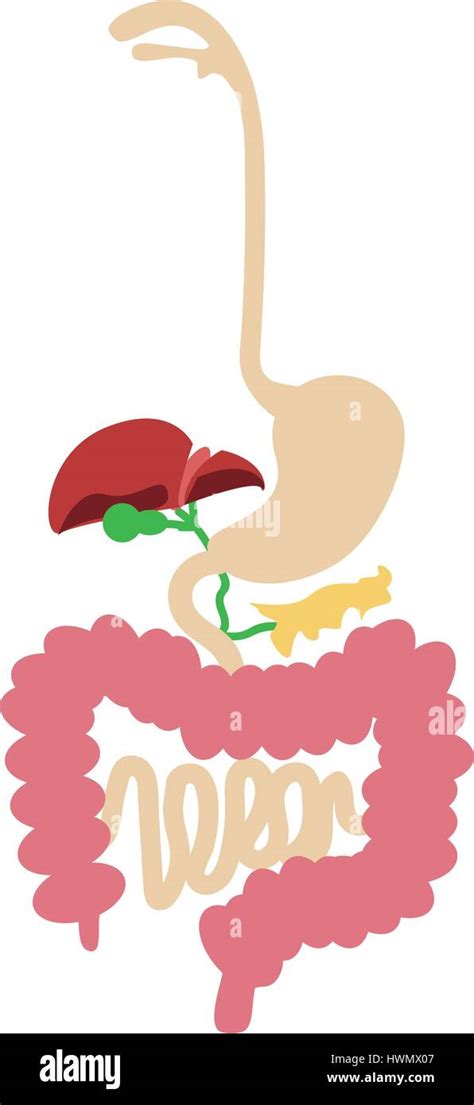 Human Digestive System Vector In Flat Design Stock Vector Image And Art