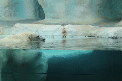 How Do Polar Bears Survive The Cold