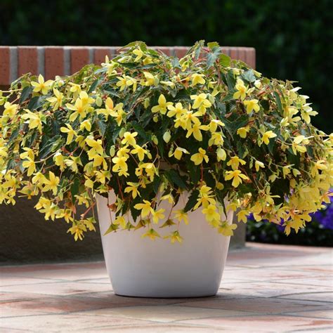 You get to choose from eight different patterns and shades and can be planted in a pot plant or in a hanging basket. Easy to Grow Annual Shade Flowers | HGTV