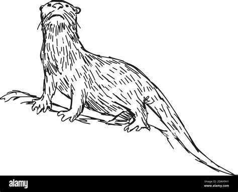 Illustration Vector Hand Drawn Sketch Of African Clawless Otter