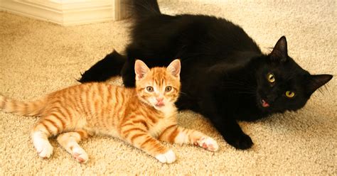 Meet Cole And Marmalade Two Rescued Kitties That Became The Best Of