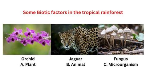 Biotic Factors In The Tropical Rainforest Science Query