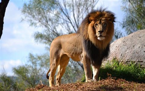Lion Animal Wallpapers Wallpaper Cave