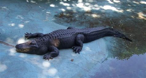 Top 6 Largest Alligators Ever Recorded Our Planet