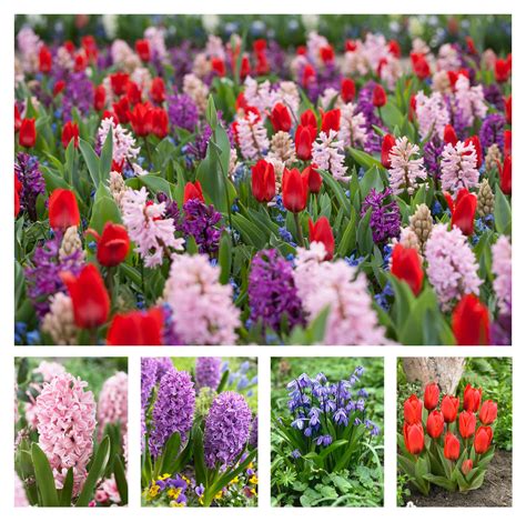 Besides flowers and foliage, use garden accessories to add some sparkle to your garden. Flower Bulbs - Spring Variety (80 Bulbs) | Walmart Canada
