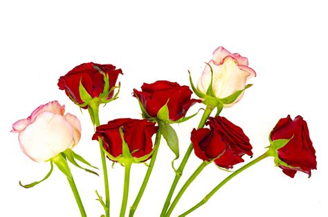 Dark Red Roses Isolated On White Background 4414513 Stock Photo At
