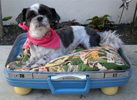 Suitcase Cat Bed Inhabitat Green Design Innovation Architecture