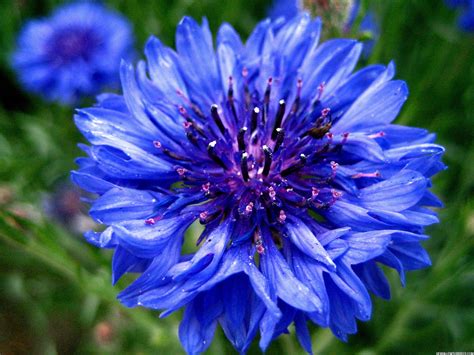 Blue Flower Hd High Definition Wallpapers High Definition Backgrounds