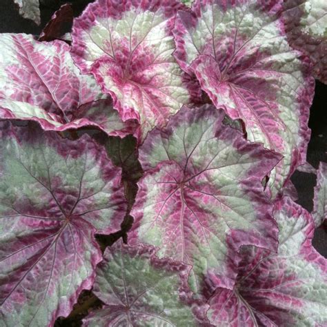 Check spelling or type a new query. Begonia SHADE ANGEL™ 'Aurora' | TERRA NOVA® Nurseries, Inc.