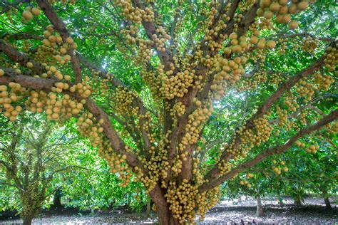 Burmese Grapes Lotkon Appear In The Tree Burmese Grape Flickr