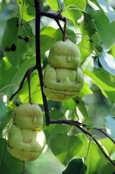 crazy buddha shaped pears flying off the shelves daily star