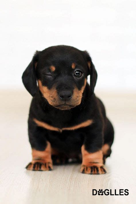There Is Nothing Cuter Than Sweet Little Puppy Baby Dogs Brown