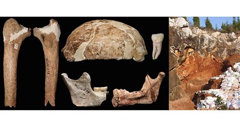 Thigh Bone Adds To Mystery Over 14000 Year Old Homo Species