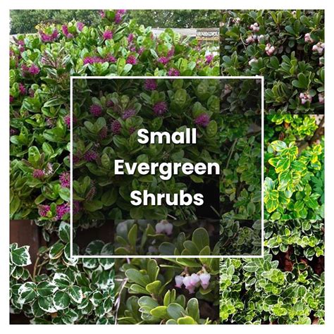 How To Grow Small Evergreen Shrubs Plant Care And Tips Norwichgardener