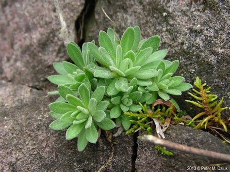 Draba Cana Hoary Whitlow Grass Minnesota Wildflowers