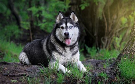 Siberian Husky Dog Wallpapers Hd Desktop And Mobile Backgrounds