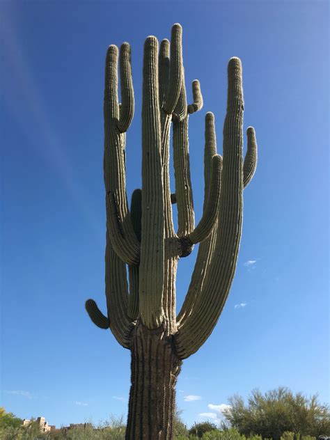 Sonora Desert Cactus Sonora Desert Cactus Plants Desert Cactus