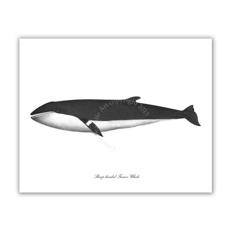Blue Whale Antique Art Print 16 Nautical Decor Marine Mammal Etsy