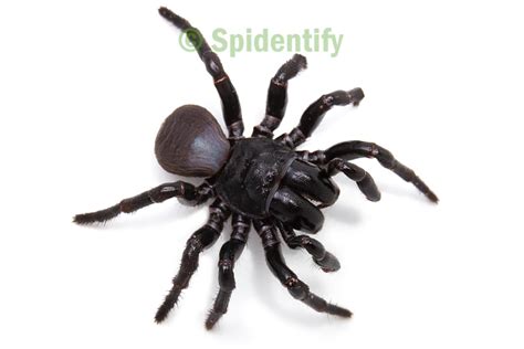 Mouse Spiders Spidentify