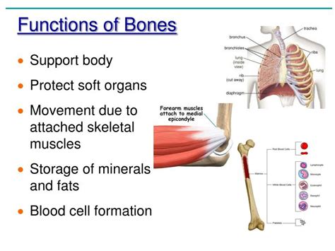 Ppt Chapter 5 The Skeletal System Powerpoint Presentation Id745746