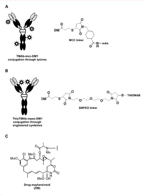 Schematic Diagram Of Trastuzumab Antibody Drug Conjugates And Structure My Xxx Hot Girl