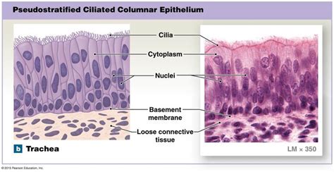 Pseudostratified Columnar Epithelium Human Anatomy And Physiology