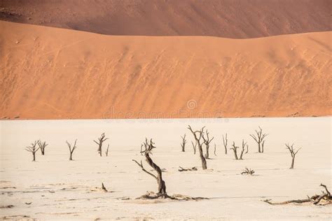 Distant Dead Dry Trees Of Deadvlei Valley At Namib Desert Stock Image