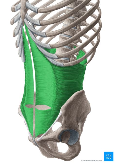 Musculus Transversus Abdominis Anatomie And Funktion Kenhub