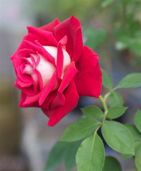 Osiria Rose Information Learn About The Osiria Hybrid Tea Rose