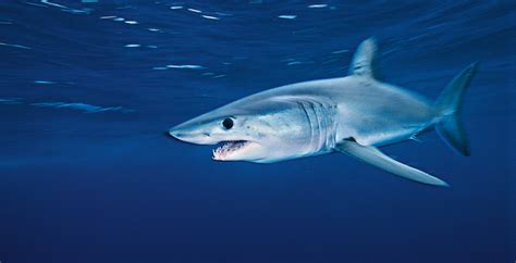Shark Finning The Demise Of The Oceans Apex Predators By Jiffy Faran
