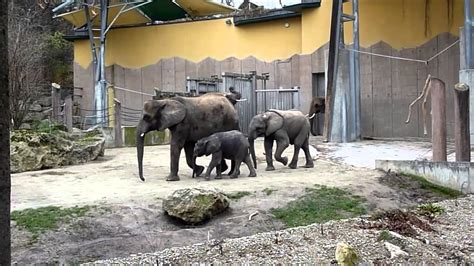 Vienna Zoo Austria Elephants Youtube