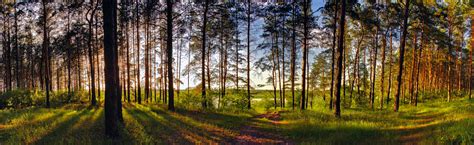 Sunny Forest Stock Photo Download Image Now Istock