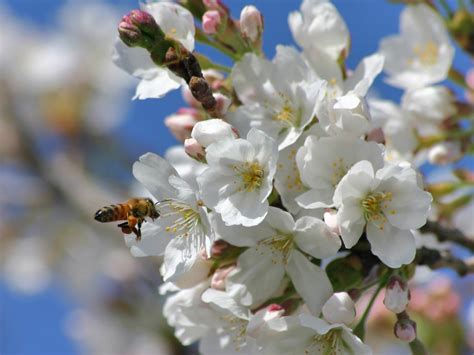 Весна — что творит весна в городе (белые крылья любви 2012). Красивая весна обои картинки на рабочий стол скачать