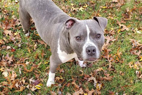 Red Nose Blue Nose Pitbull Mix Info Pictures Facts Faqs More