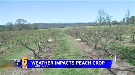 Freezing Weather Impacting Local Peach Crop